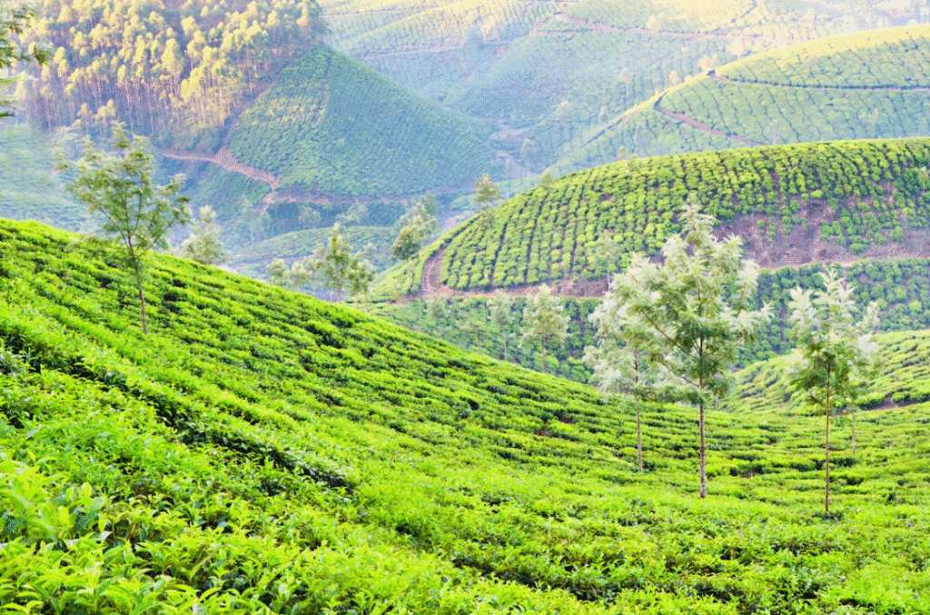 Munnar Uncovered: The Ultimate Guide to Kerala’s Green Paradise